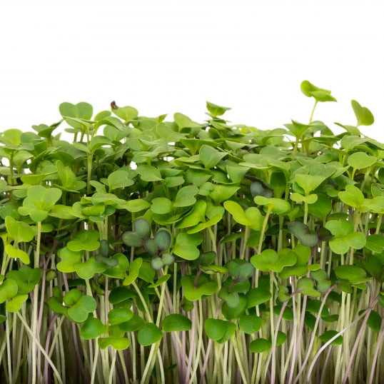 Mélange de micro-verts moelleux 150 G