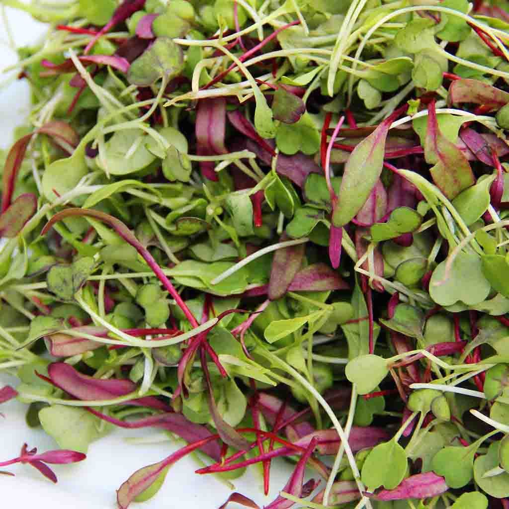 Mélange de micro-verts épicés 75 G
