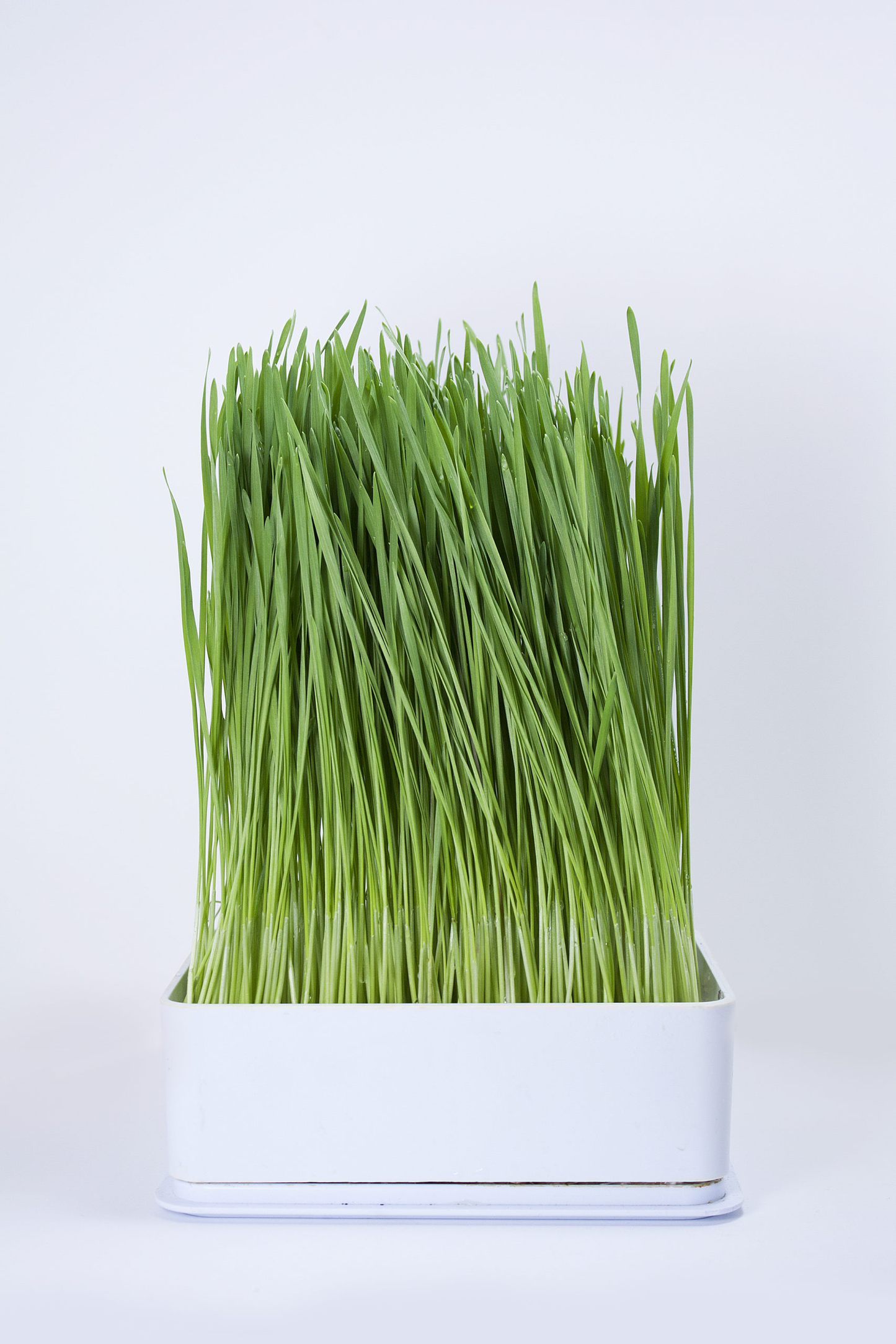 Wheat Berries, Hard Red Spring 150G/300G