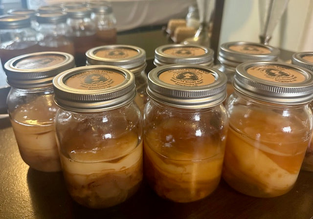 Kombucha SCOBY Hotel in Mason Jar