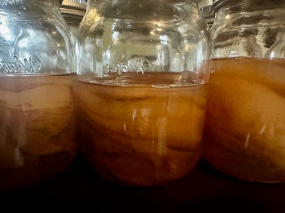 Kombucha SCOBY Hotel in Mason Jar